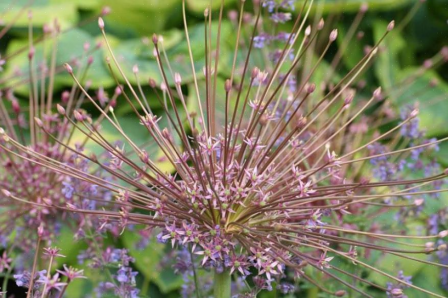 Το Allium schubertii θα εκτιμηθεί από εκείνους που τους αρέσει να εργάζονται ή να εμφανίζουν ξηρό φυτικό