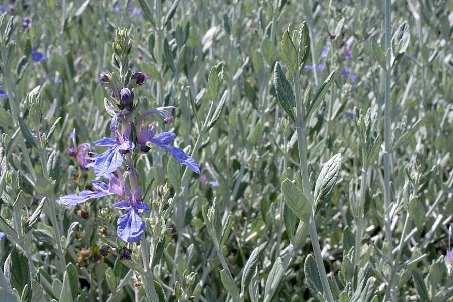 Teucrium x lucidrys) είναι ένα από αυτά τα παλιομοδίτικα φυτά που δεν δέχεται μεγάλη πίεση σήμερα