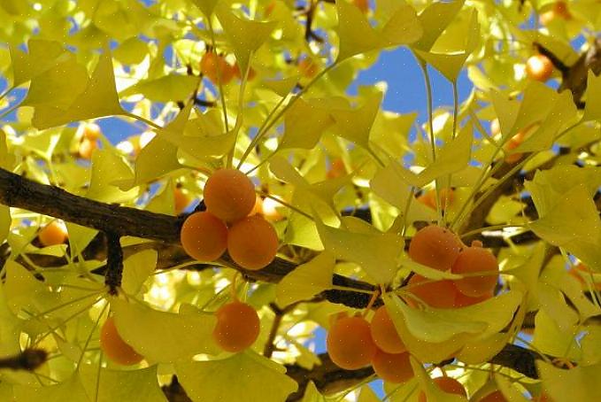 Ποικιλίες αρσενικών δέντρων ginkgo biloba