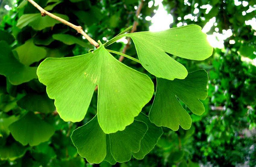 Τα δέντρα ginkgo biloba