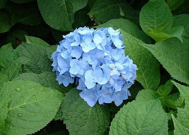 Macrophylla «Nikko Blue» μεγαλώνει σε ύψος το πολύ 4-6 μέτρα