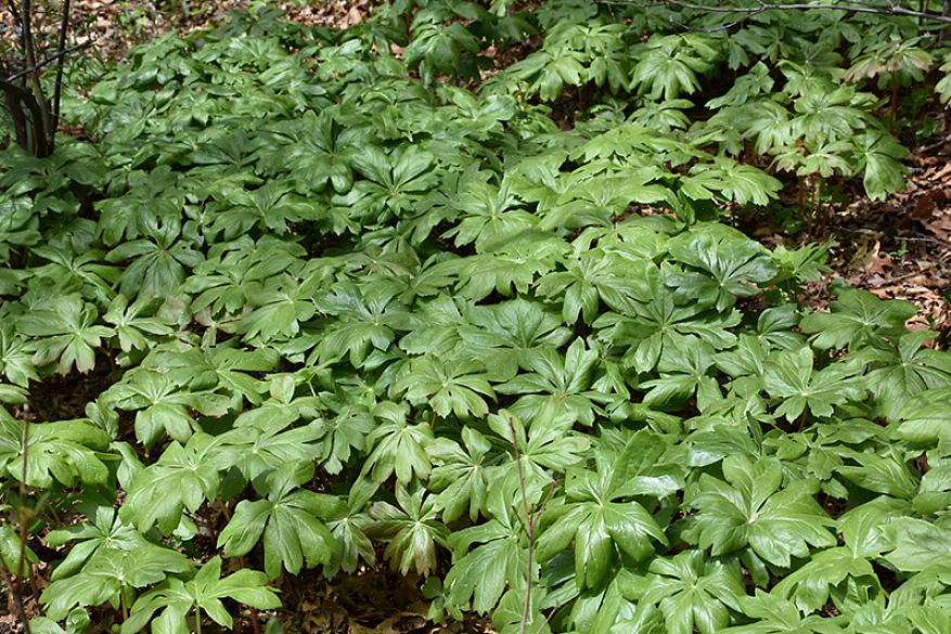 Ο μαθητής των φυτών Mayapple θα εντοπίσει κάποια παραλλαγή στα φύλλα από φυτό σε φυτό