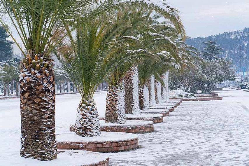 Τα είδη φοινίκων παρακάτω περιλαμβάνουν επιλεγμένα είδη που είναι μέτρια ανεκτικά στο κρύο