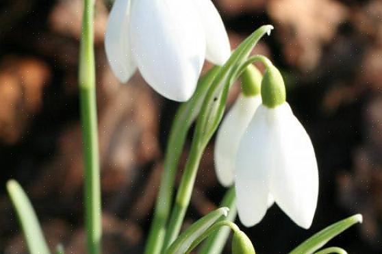 Οι σταγόνες χιονιού (Galanthus nivalis) είναι ένα από τα πρώτα λουλούδια άνοιξη που ανθίζουν