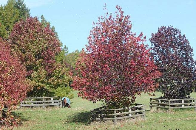 Το European sweetgum είναι φυλλοβόλα δέντρα που έχουν αξία για τα φύλλα σε σχήμα αστεριού που μετατρέπουν