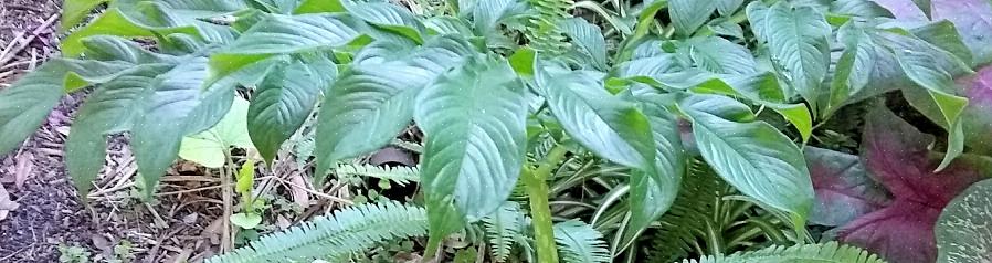 Το άρωμα τιτανίου (Amorphophallus titanum) είναι το μεγαλύτερο στο γένος Amorphophallus