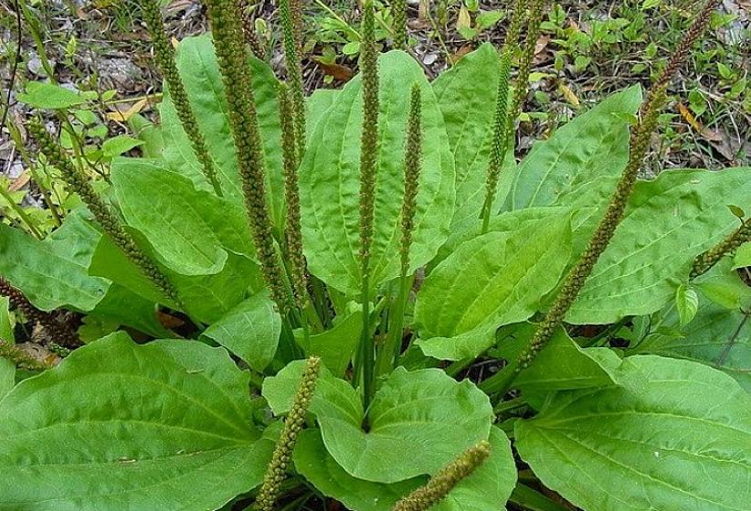 Το Plantain είναι ένα φυτό χαμηλής ανάπτυξης που συχνά έχει πλατιά