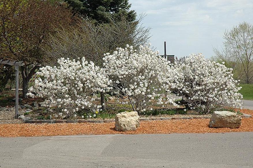 Το αστέρι magnolia έχει μια στρογγυλεμένη συνήθεια