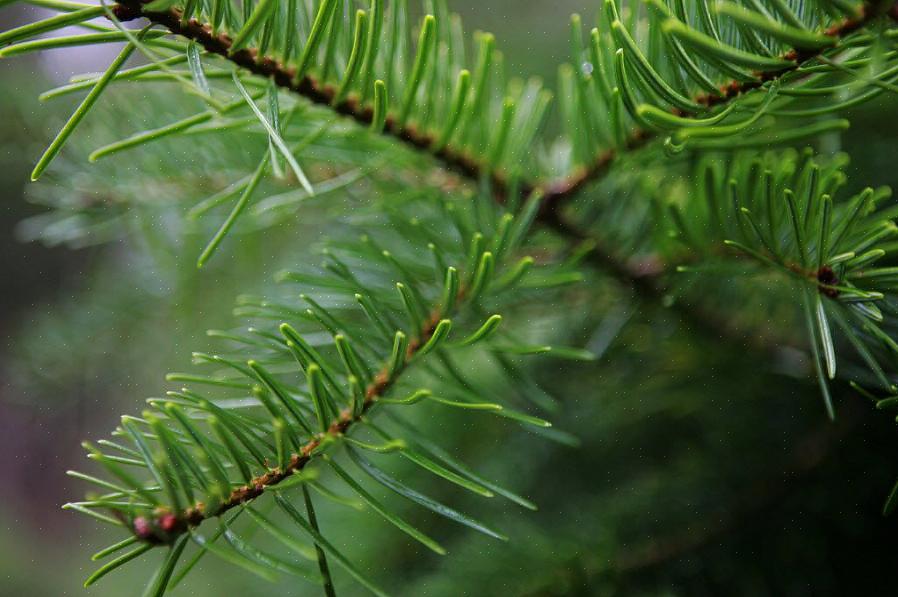 Τα δέντρα Ginkgo biloba είναι επίσης γυμναστικοί σπόροι