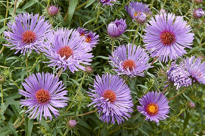 Οι νέοι αστέρες της Νέας Αγγλίας (Symphyotrichum novae-angliae) μπορεί να είναι ο πιο διάσημος τύπος αστέρα