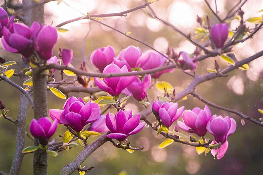 Μια τεράστια πεύκα πέφτει πάνω στο δέντρο Jane magnolia (Magnolia Jane)