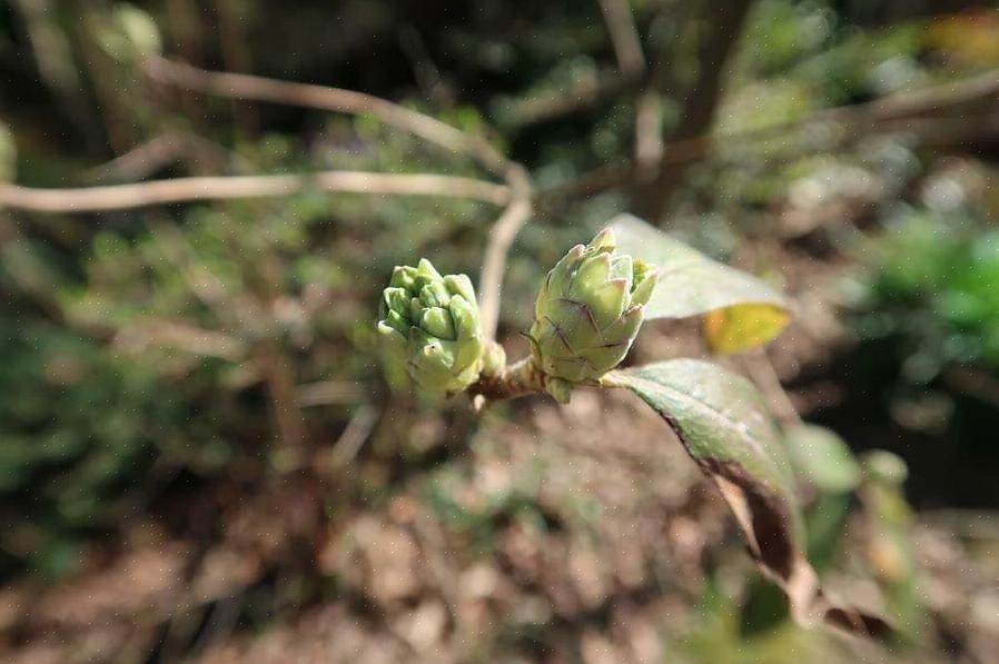 Τα μπουμπούκια Magnolia μπορούν να σαπίσουν κατά τη διάρκεια εκτεταμένων περιόδων τέτοιου καιρού