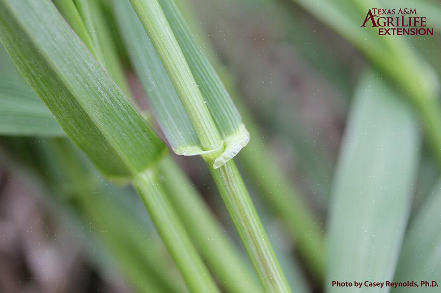 Τι είτε το ετήσιο ryegrass είτε το πολυετές ryegrass