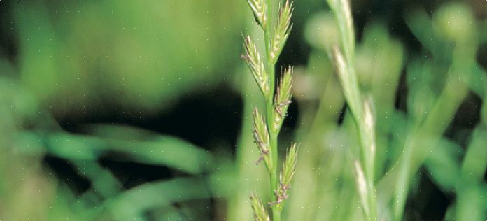 Μια άλλη δύναμη του πολυετούς ryegrass είναι ότι ο σπόρος του βλασταίνει γρήγορα