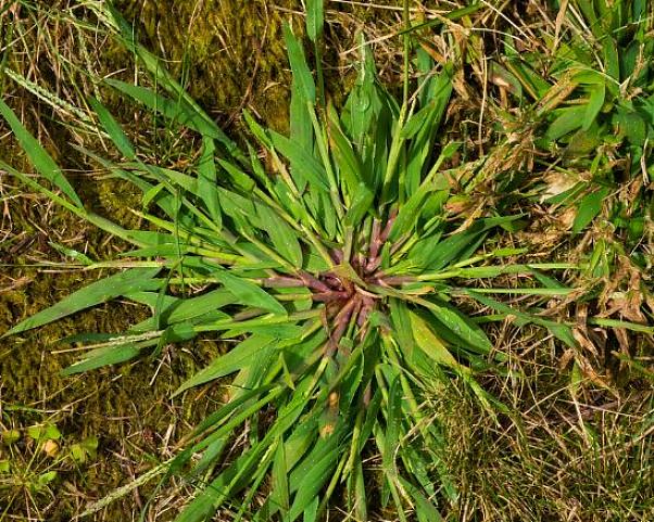 Η εξάλειψη του Crabgrass ενέπνευσε μια ολόκληρη κατηγορία προϊόντων