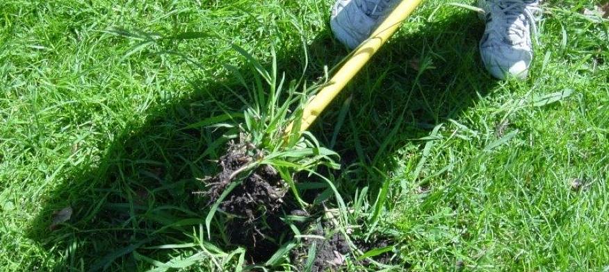 Το Crabgrass πεθαίνει το χειμώνα