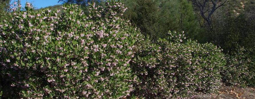 Τα άνθη σε χρώμα λεβάντας αυτού του ανθεκτικού στην ξηρασία θάμνου ανθίζουν για μεγάλο χρονικό διάστημα