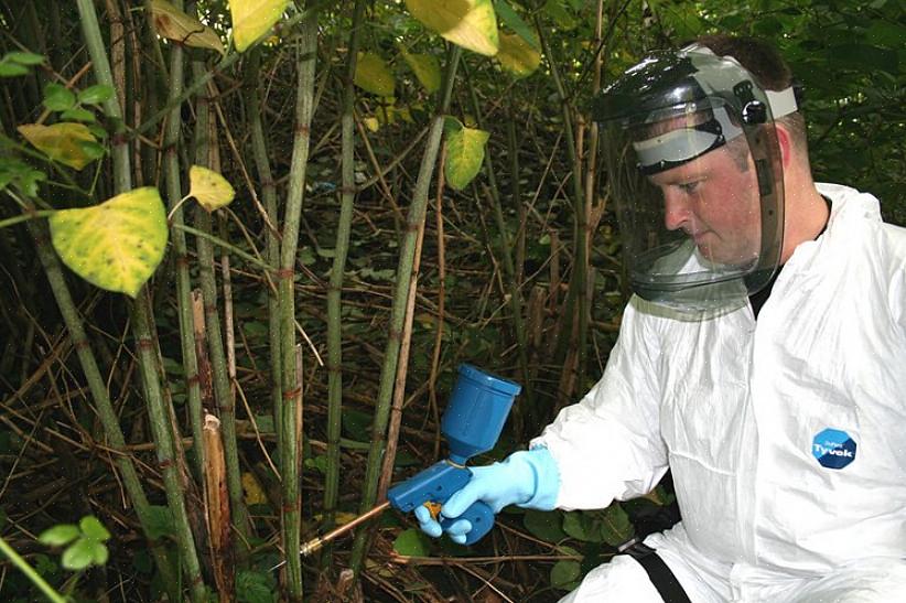 Ιαπωνική απομάκρυνση των knotweed με ένεση ζιζανιοκτόνων