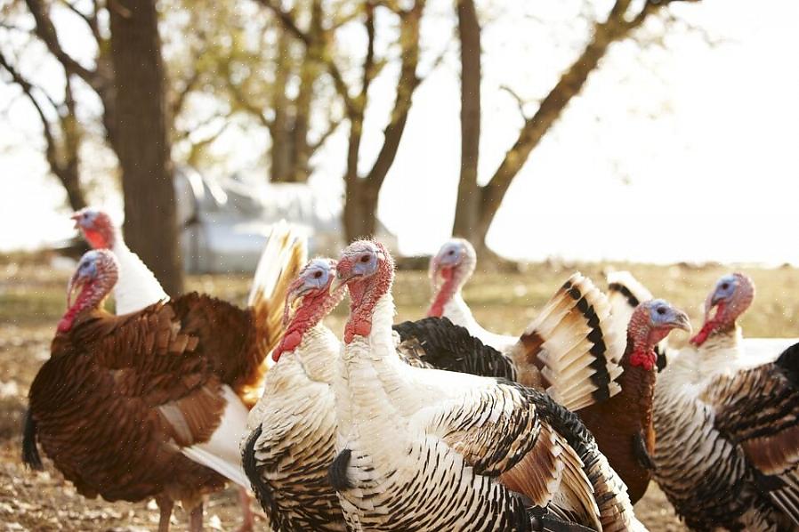 Θα χρειαστεί να δημιουργήσετε ένα brooder για τα πουλάκια της γαλοπούλας σας