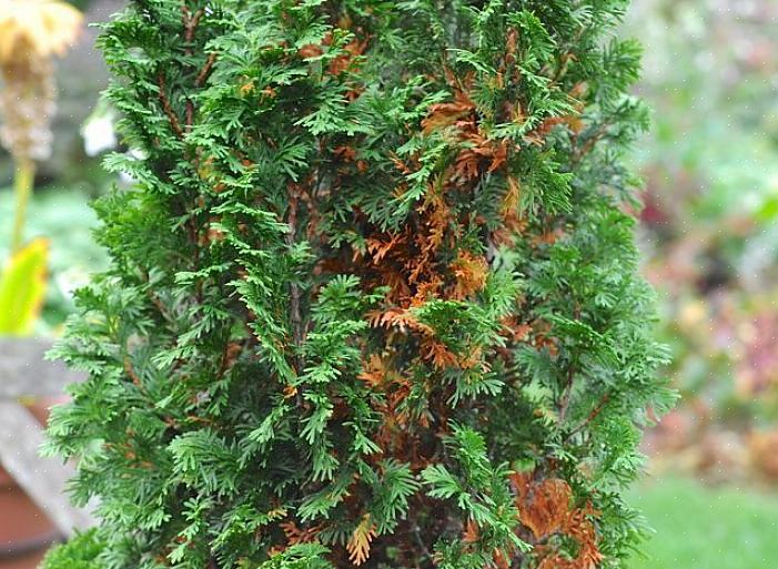 Αλλά εάν ο θάμνος arborvitae σας γίνει καφέ το χειμώνα ή στις αρχές της άνοιξης