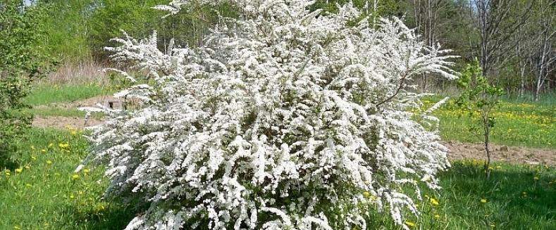 Το νυφικό στεφάνι spirea είναι ένας μεσαίου μεγέθους φυλλοβόλος θάμνος που διαθέτει σπρέι μικρών λευκών