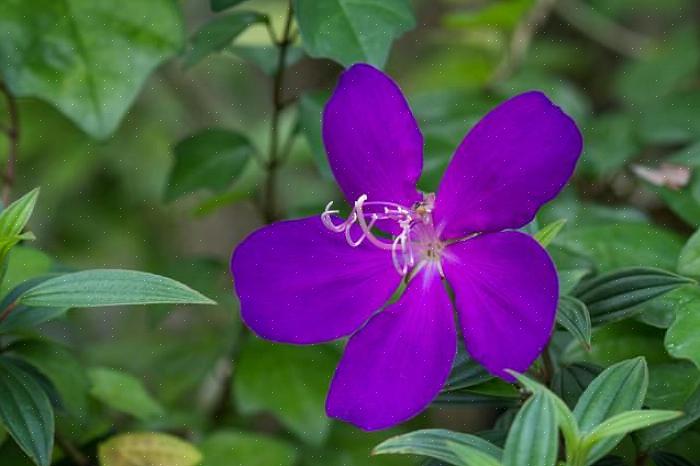 Το Tibouchina δεν είναι εξαιρετικά δύσκολο να αναπτυχθεί σε εσωτερικούς χώρους