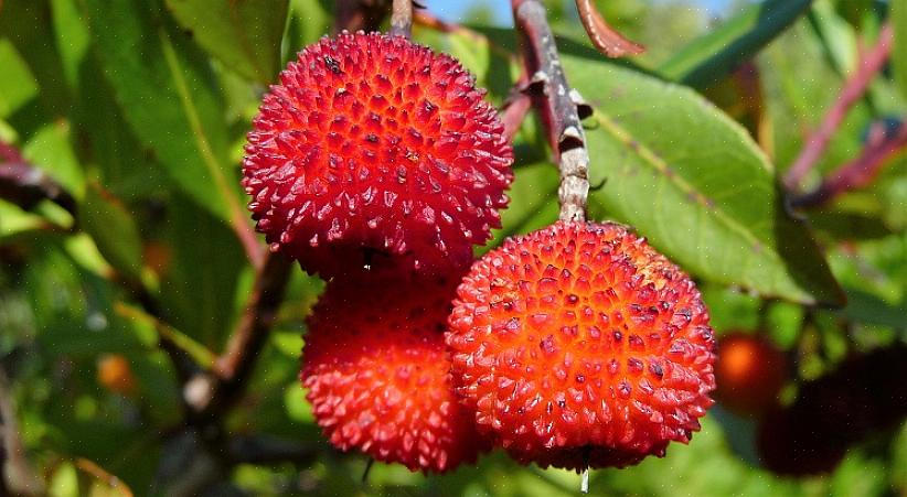 Το Arbutus unedo ονομάζεται επίσης Killarney φράουλα