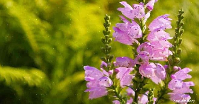 Το Obedient Plant (Physostegia virginiana) πήρε το κοινό του όνομα επειδή μπορείτε να λυγίσετε τα μεμονωμένα