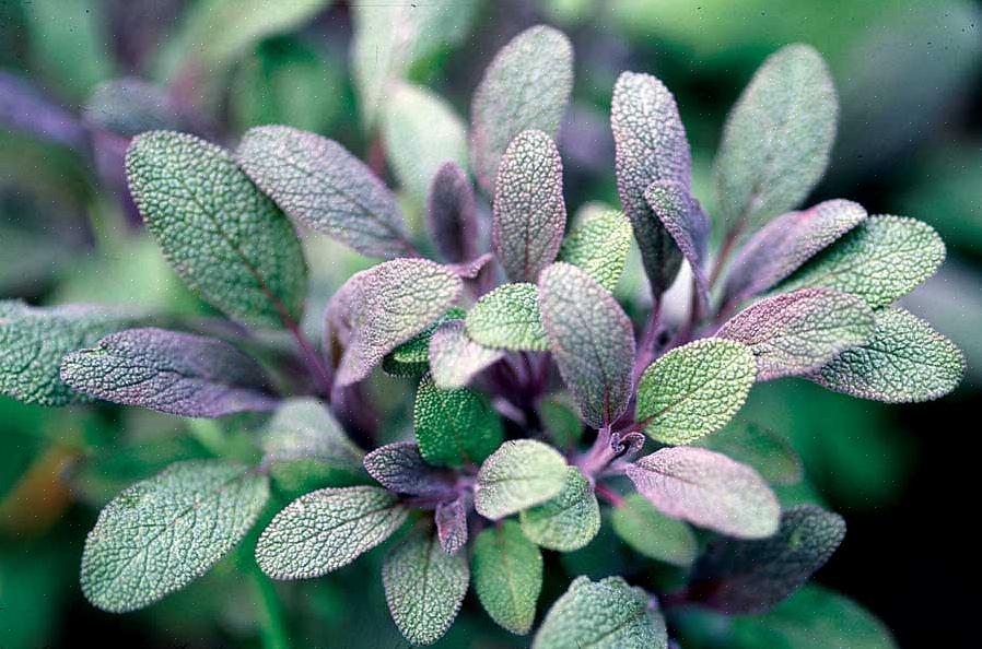 Common Sage, Garden Sage