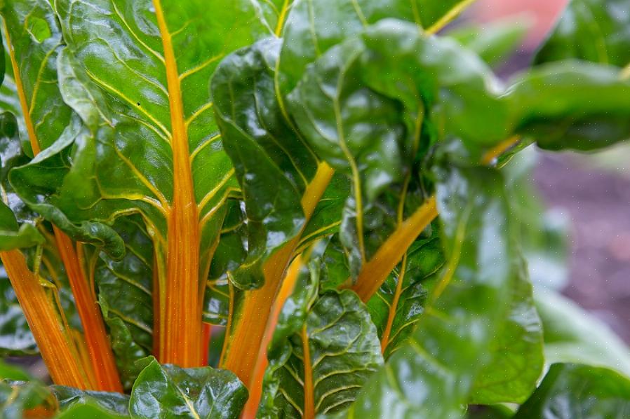 Swiss Chard