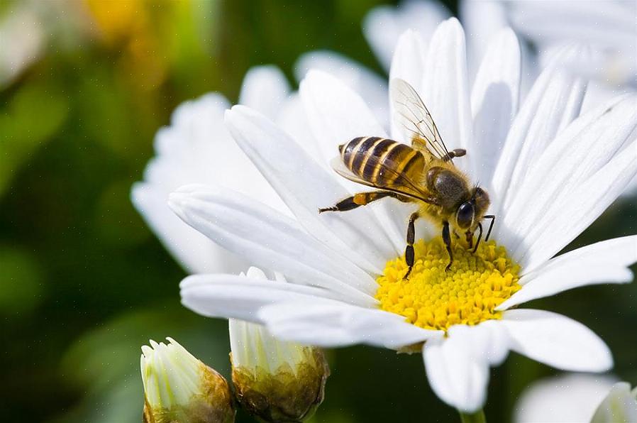 Το τοπικό σας κεφάλαιο της Native Plant Society