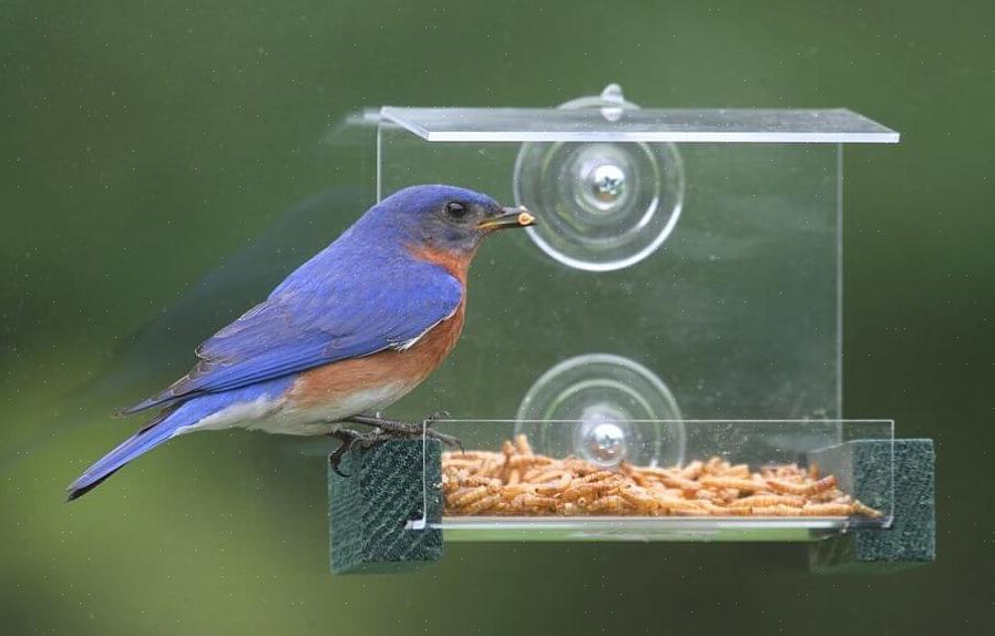 Τα Bluebirds είναι τσίχλες