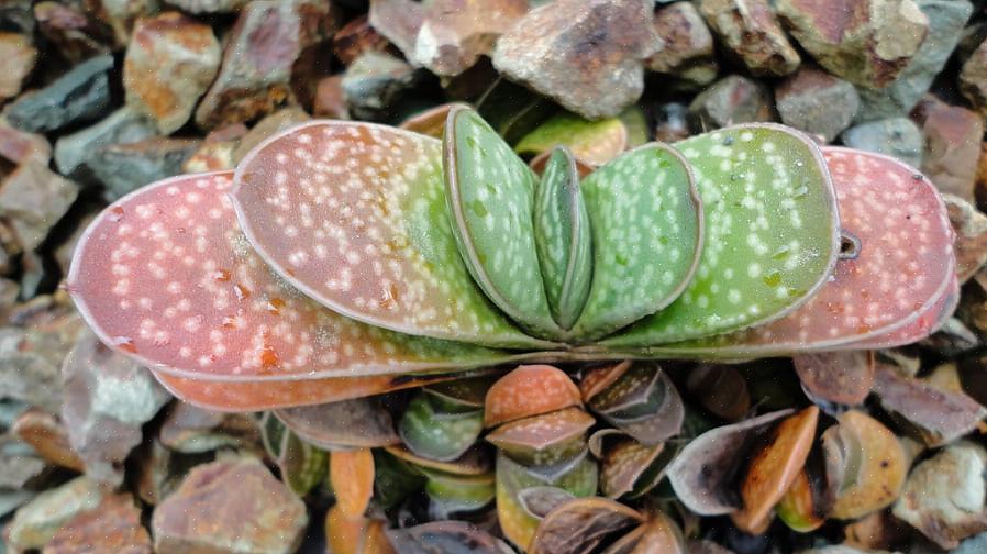 Τα φυτά Gasteria είναι ευαίσθητα σε μυκητιασικές λοιμώξεις