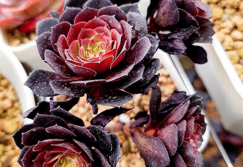 Σχετικά κοινό Aeonium