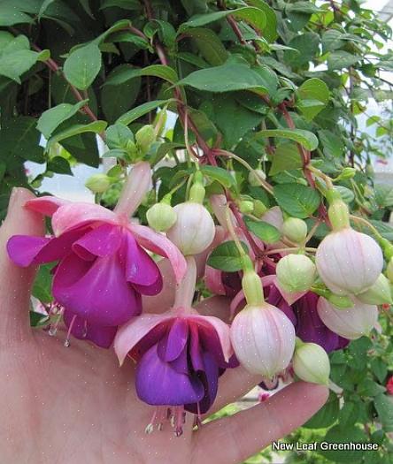 Το Fuchsia "Alba" είναι μια κομψή προσθήκη στον κήπο με τα λευκά λουλούδια