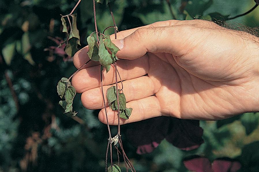 Η μαλάκωση Clematis προκαλεί το φύλλωμα