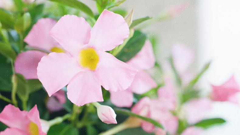 Το Dipladenia ή το Mandevilla θα ανέχονται κάποια ξηρότητα