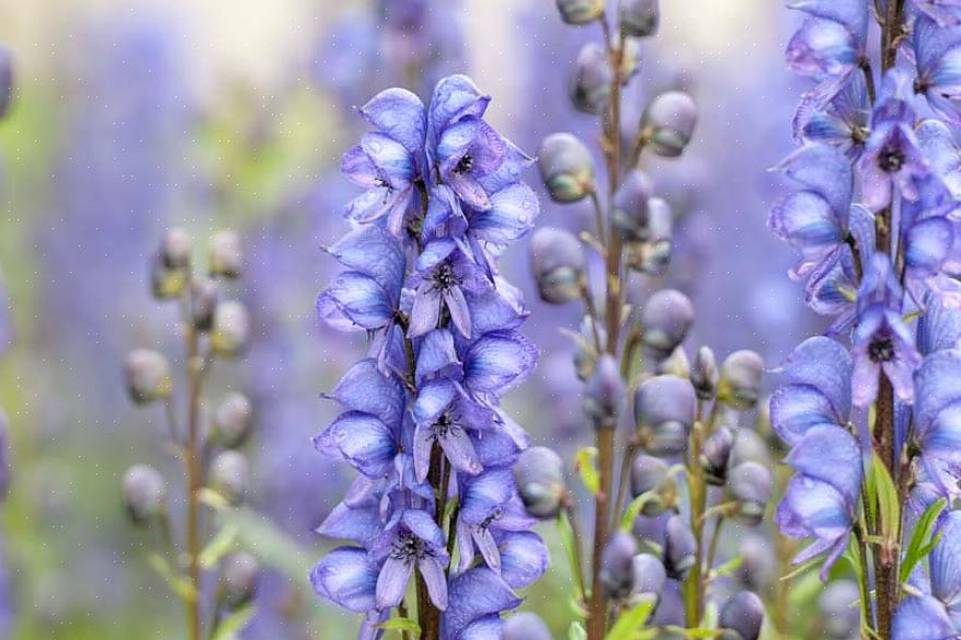 Το Monkshood είναι ένα ψηλό φυτό που ανθίζει αργά το καλοκαίρι