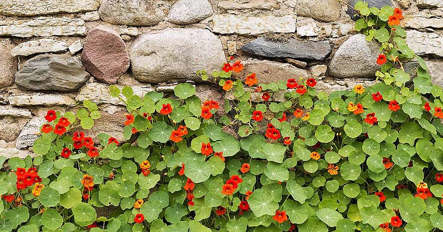 Τα Nasturtiums είναι πολύ επιρρεπή σε αφίδες