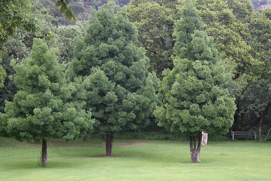 Αυτό το δέντρο μπορεί να ονομαστεί yellowwood