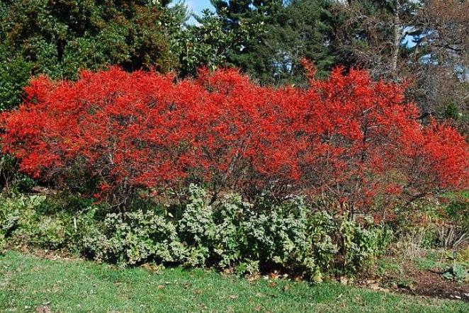 Το Winterberry Holly ή το Winterberry είναι ο γηγενής μας