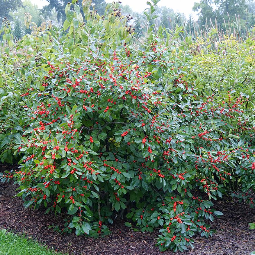 Το Winterberry ταιριάζει στο λογαριασμό