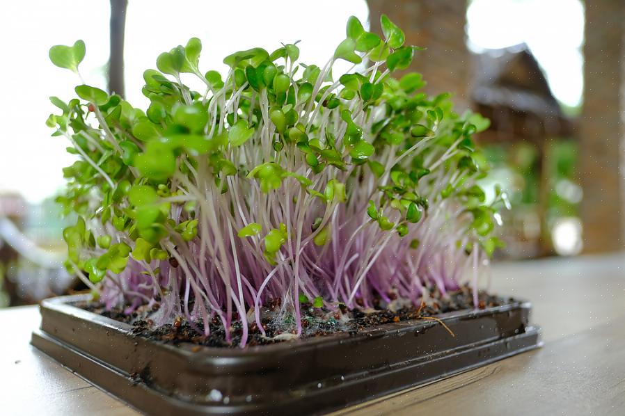 Τα microgreens είναι απλά χόρτα