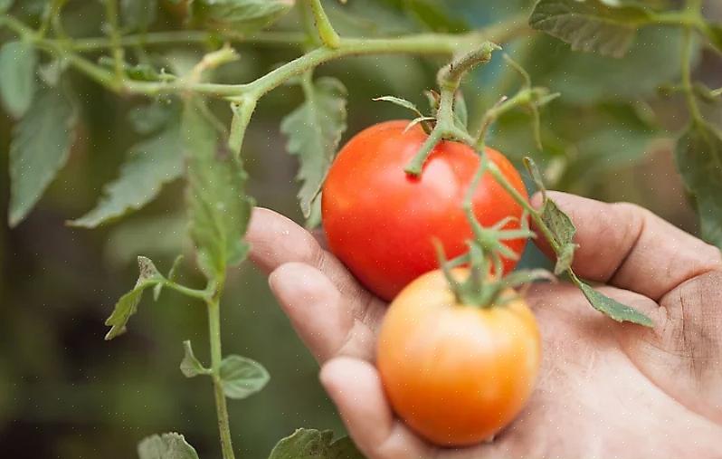 Συχνά είναι πιο εύκολο να κόψετε απλώς τη χαρτοπετσέτα ανάμεσα στους σπόρους