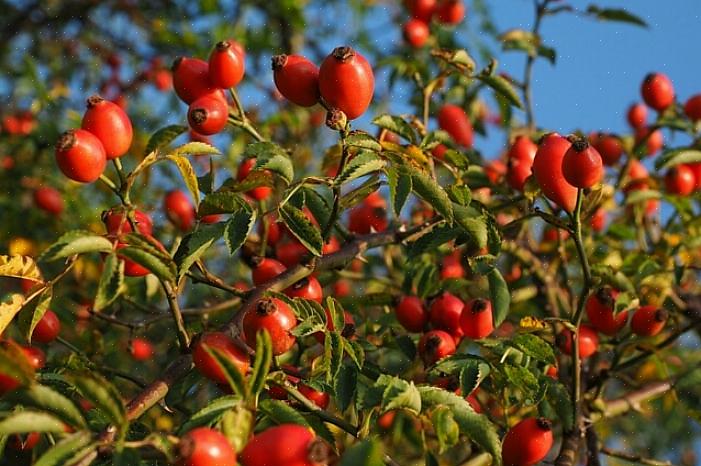 Μπορείτε επίσης να χρησιμοποιήσετε φρέσκα ή αποξηραμένα ροδαλά ισχία για ένα απλό τσάι τριαντάφυλλου