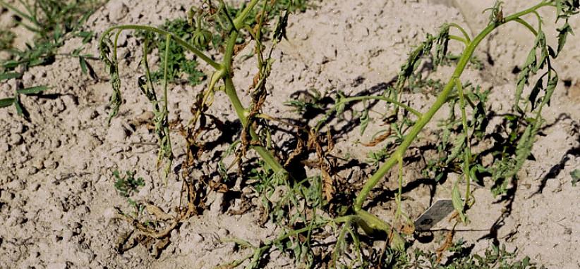 Το παθογόνο μαλακό Fusarium είναι εδάφους