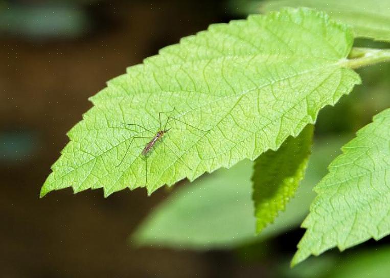 Και μπορείτε να χρησιμοποιήσετε τα βότανα για να δημιουργήσετε ένα φυσικό σπρέι