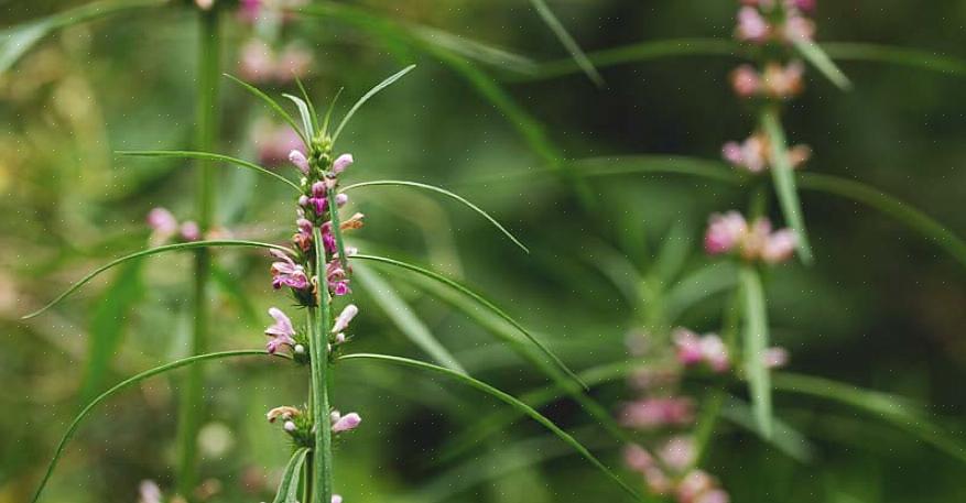 Για να αναπτυχθεί το motherwort στον εγχώριο κήπο