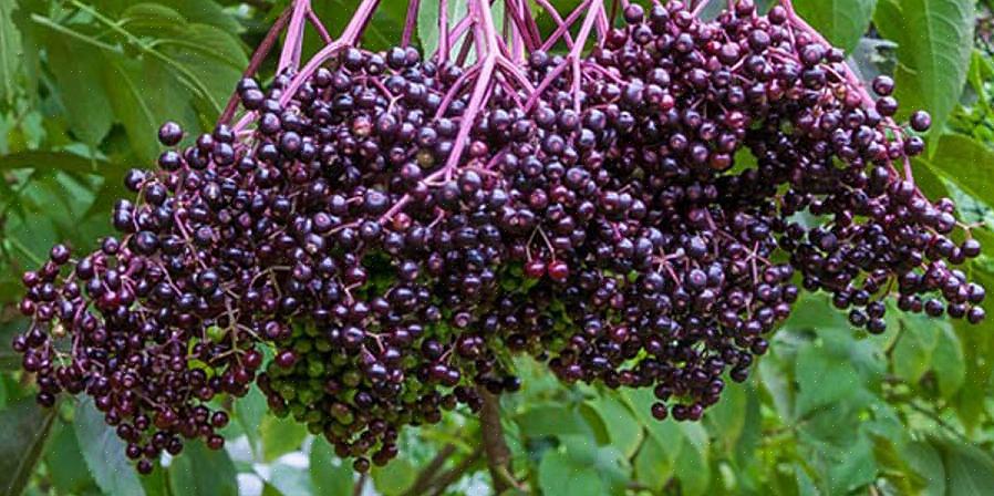 Το δέντρο του elderberry μπορεί να μεγαλώσει έως