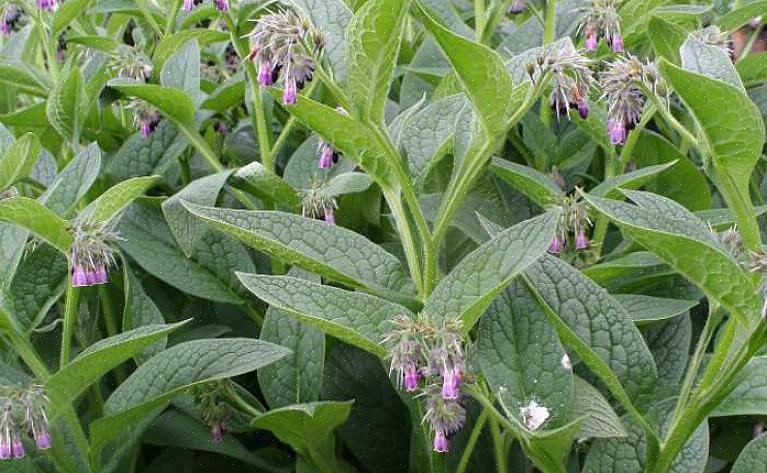 Τα φυτά Comfrey αναβλύζουν γρήγορα